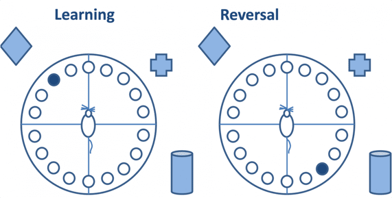 Barnes-Maze-Figure-learning-and-reversal-of-hippocampal-learning