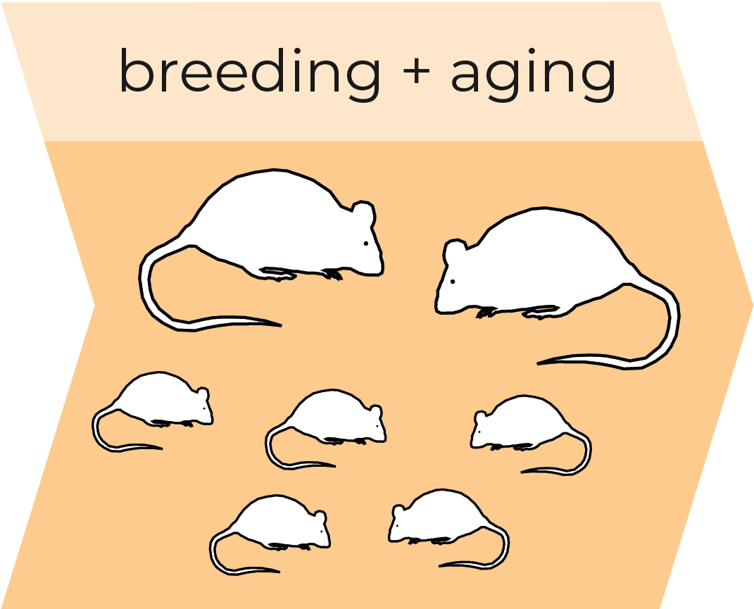 Breeding-and-aging