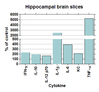 hippocampal-brain-slices