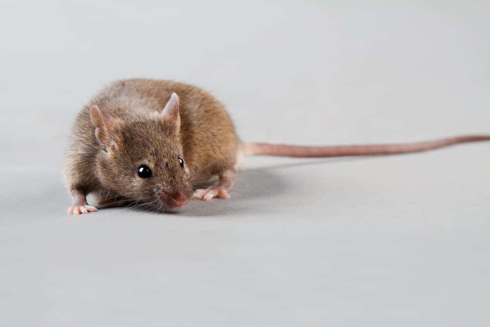 Brown lab mouse on white surface