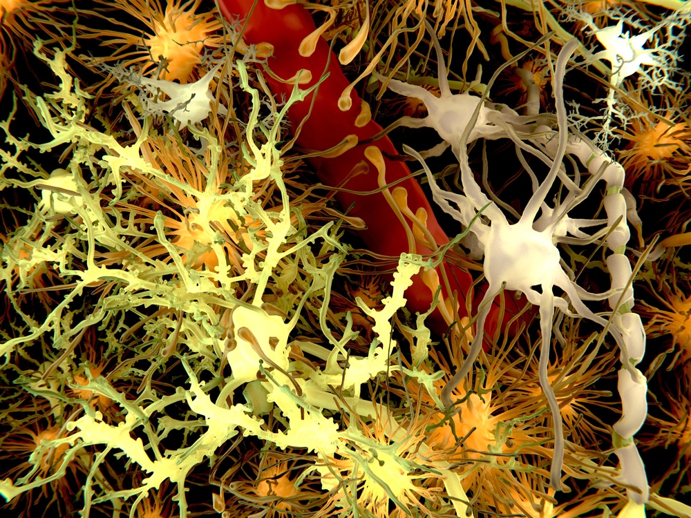 graphic illustration of the main cells of the brain