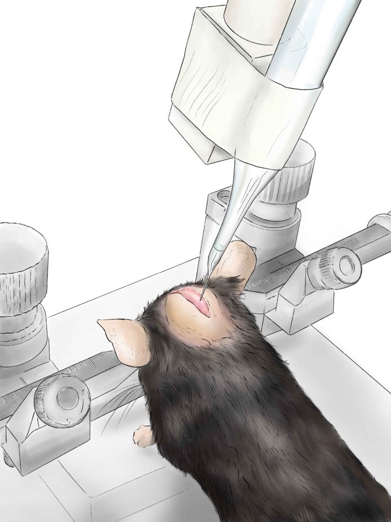 <em>In Vivo</em> Cerebrospinal Fluid Sampling in Rodents