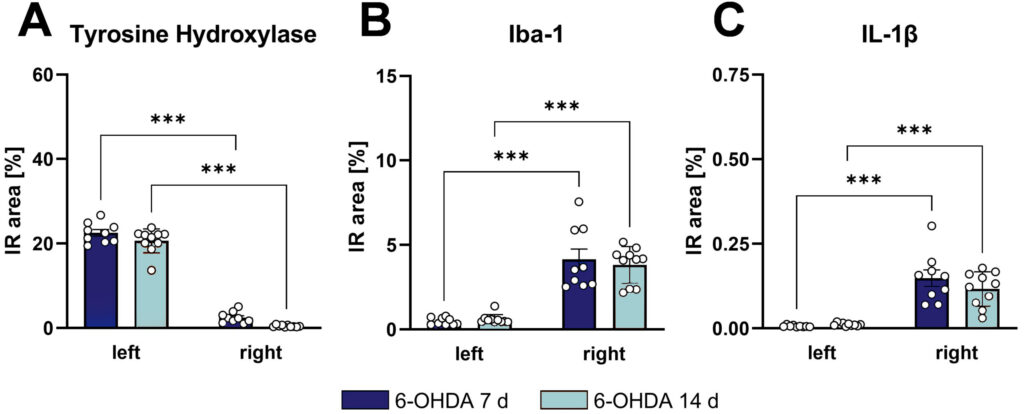 6-OHDA Injections in Mice to Model Parkinson’s Disease