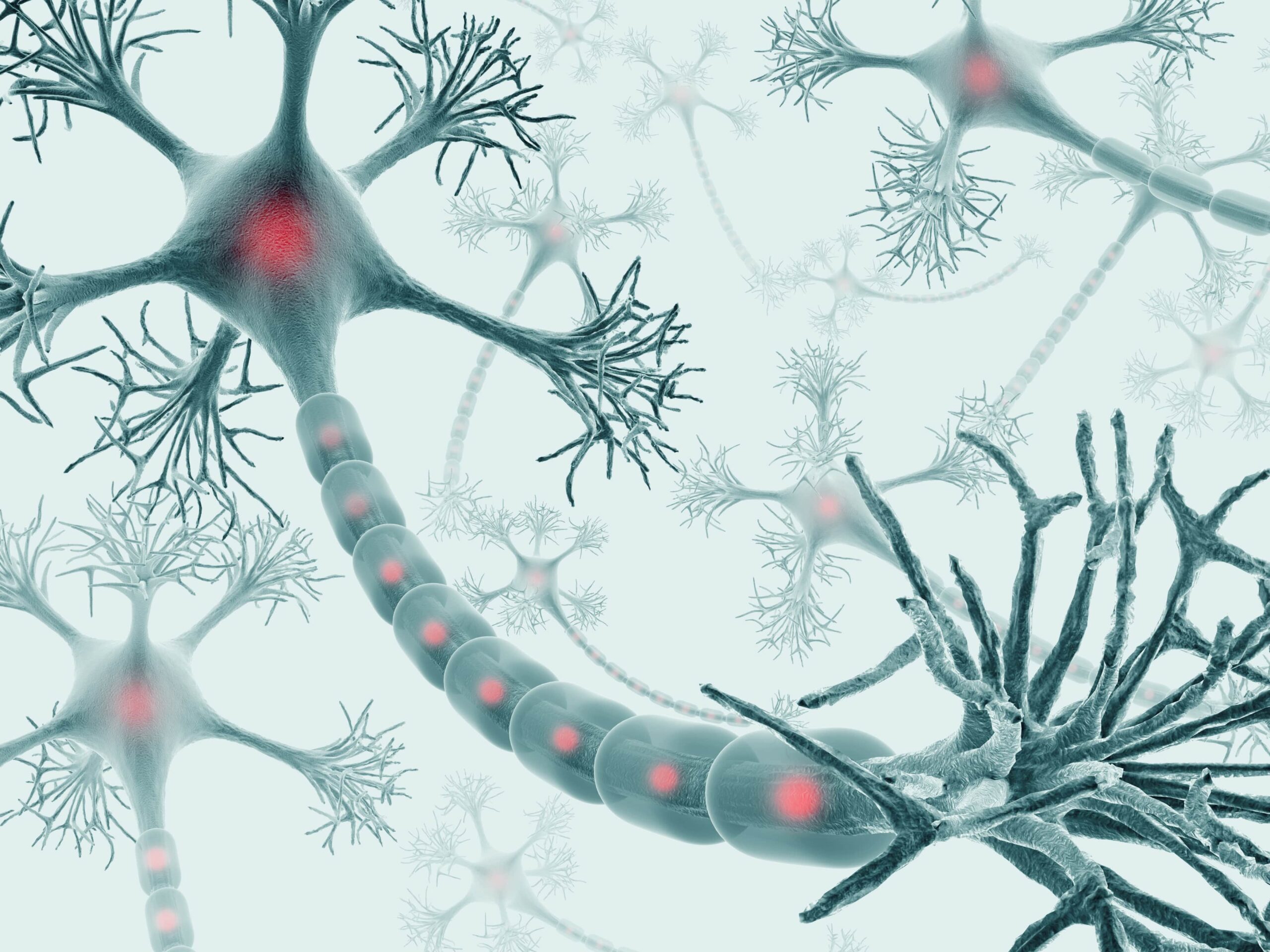 Graphic illustration of nervous system, neuron