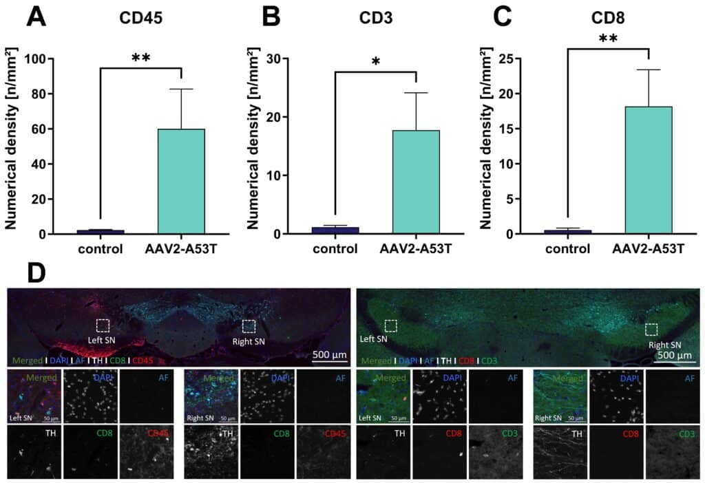 Neuroinflammatory and oxidative stress response after AAV2 hA53T-α-syn injection